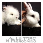 rabbit grooming