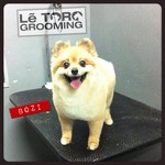 dog grooming