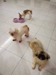 Pet Boarding At Home - 