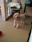 Atan is a miniature poodle, stayed with us over the Raya Break