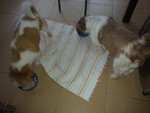 Chikko and Bubba...meal time