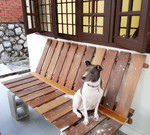 Lola & Bailey Cageless Home Boarding - 