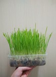 Organic Wheat Grass Seed  - 