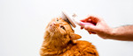 Cat Grooming Services  - 