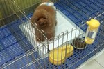 Pet Boarding - Poochie & Buddies Pet Centre Puchong - 