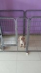 Pet Boarding - Poochie & Buddies Pet Centre Puchong - 