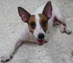 Yuki - Jack Russell Terrier Dog