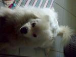 My Dog - Maltese + Spitz Dog