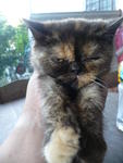 Chibi - Exotic Shorthair Cat
