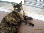 Tootsie - Tortoiseshell Cat