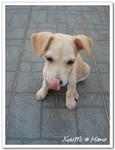 Xiaomi - Mixed Breed Dog