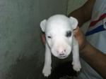 Miniature Bull Terrier - Bull Terrier Dog