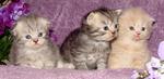 NOT REAL PHOTO OF MY KITTENS. SHOWING SCOTTISH FOLD WITH BOTH FOLDED AND