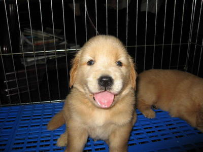 golden retriever big bone golden retriever puppies sold 8 years big bone golden retriever from kuala lumpur golden retriever big bone golden retriever puppies sold 8 years big bone golden retriever from kuala lumpur