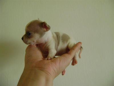newborn chihuahua puppies chihuahua puppies sold 8 years 1 month newborn taiwan chihuahua puppies sh from kl newborn chihuahua puppies chihuahua puppies sold 8 years 1 month newborn taiwan chihuahua puppies sh from kl