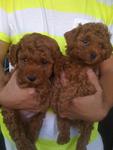 Superred Teddy Bear Qq Toy Poodle - Poodle Dog