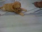 Golden Apricot Toypoodlle - Poodle Dog