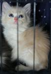 PF11886 - Persian Cat