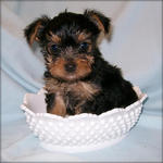 Nina - Yorkshire Terrier Yorkie Dog