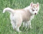 Nina - Siberian Husky Dog