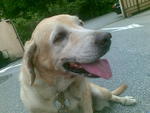 Mandy :) - Labrador Retriever Dog