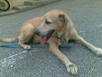 Mandy :) - Labrador Retriever Dog