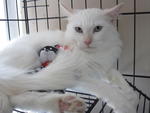 Snowy - Domestic Medium Hair Cat
