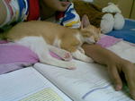Time study mmg dia macam ni, duduk atas buku lepas tu tido.