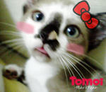 Tomoi As Hello Kitty