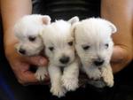 West Highland White Terrier, Westie - West Highland White Terrier Westie Dog