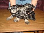 Schnauzer Puppies  - Schnauzer Dog