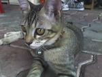 Stripey &amp; Whitenose - Domestic Short Hair Cat