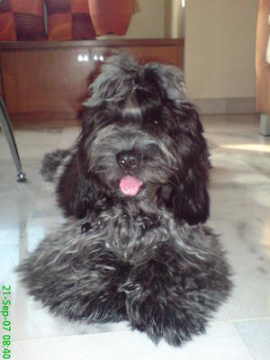 cocker spaniel shih tzu dogs cocker spaniel shih tzu owner s pet 11 years 5 months bowbo from cocker spaniel shih tzu dogs cocker spaniel shih tzu owner s pet 11 years 5 months bowbo from