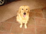 Coco - Golden Retriever Dog