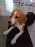 Gigi - Beagle Dog