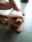 Urgent Sale Cute Cc - Poodle + Shih Tzu Dog