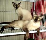 PF13357 - Siamese Cat