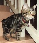 PF13364 - American Shorthair Cat