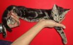 (Sold) - American Shorthair Cat
