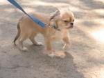 Foon Foon - Tibetan Spaniel Dog