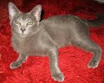 Smokey - 'russian Blue Look' - Domestic Short Hair Cat