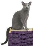 Another pure Russian Blue breed cat  pix