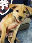 In Alam Megah, Shah Alam - Mixed Breed Dog