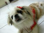 Qq Stolen In Batu 9, Cheras - Pekingese Dog