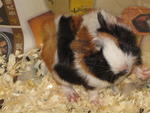 Adam (Guinea Pig) - Guinea Pig Small & Furry