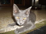 Little Boy Blue - Domestic Short Hair Cat