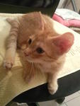 PF14723 - Tabby + Domestic Short Hair Cat