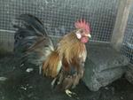 Ayam Serama - Chicken Bird