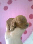 Newborn Homebred Cute Poodle Puppy - Poodle Dog