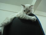 he likes to climb that chair. (: